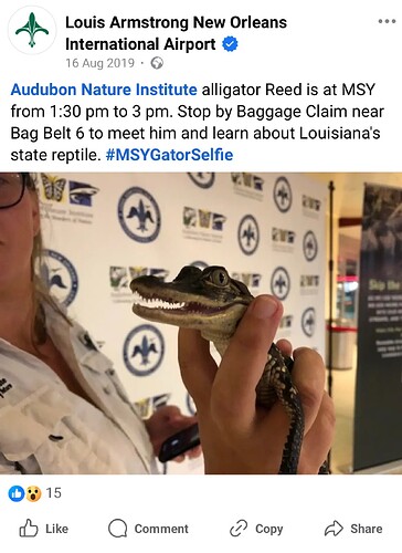 Alligator Reed