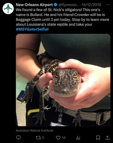 Alligator Bullard