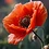 ANZAC_Airlines